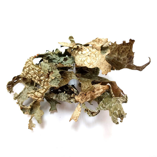 Lichen: Lobaria pulmonaria - 2.5 oz | Natural Dyes