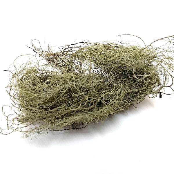 Lichen: Usnea - 2 oz | Natural Dyes